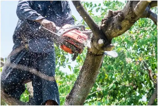 tree services Worthington